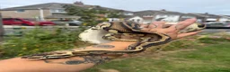 Python Snake reptiles for sale: Rehomeing Leo  - Advert 3