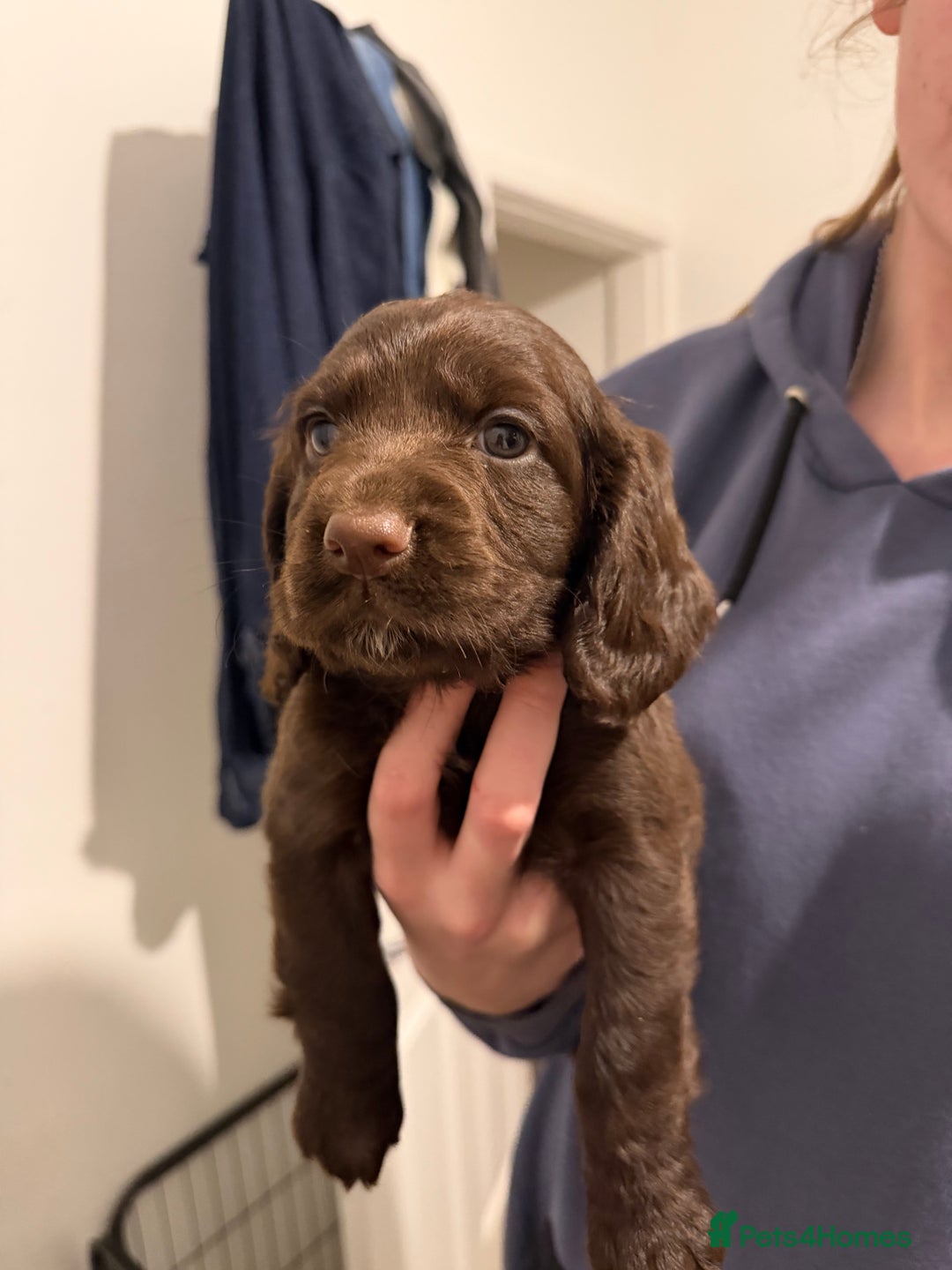 Cocker Spaniel dogs for sale: FEMALE CHOC WORKING COCKER LEFT! - Advert 22