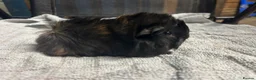 Guinea Pig rodents for sale: beautiful friendly guinea pigs to reserve  - Advert 14