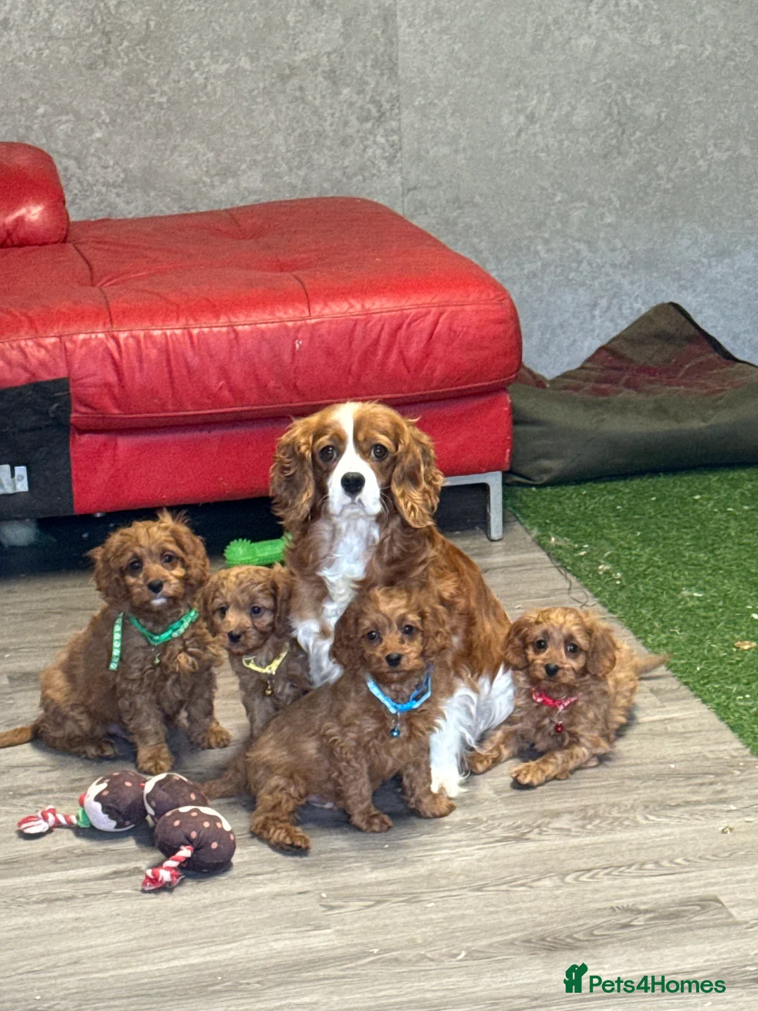 Cavapoo dogs for sale: Deep fox red cavapoos reared with passion and lovr - Advert 2
