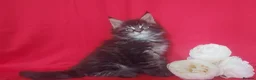Maine Coon cats for sale: GCCF REGISTERED MAINE COON KITTENS FOR SALE  - Advert 18