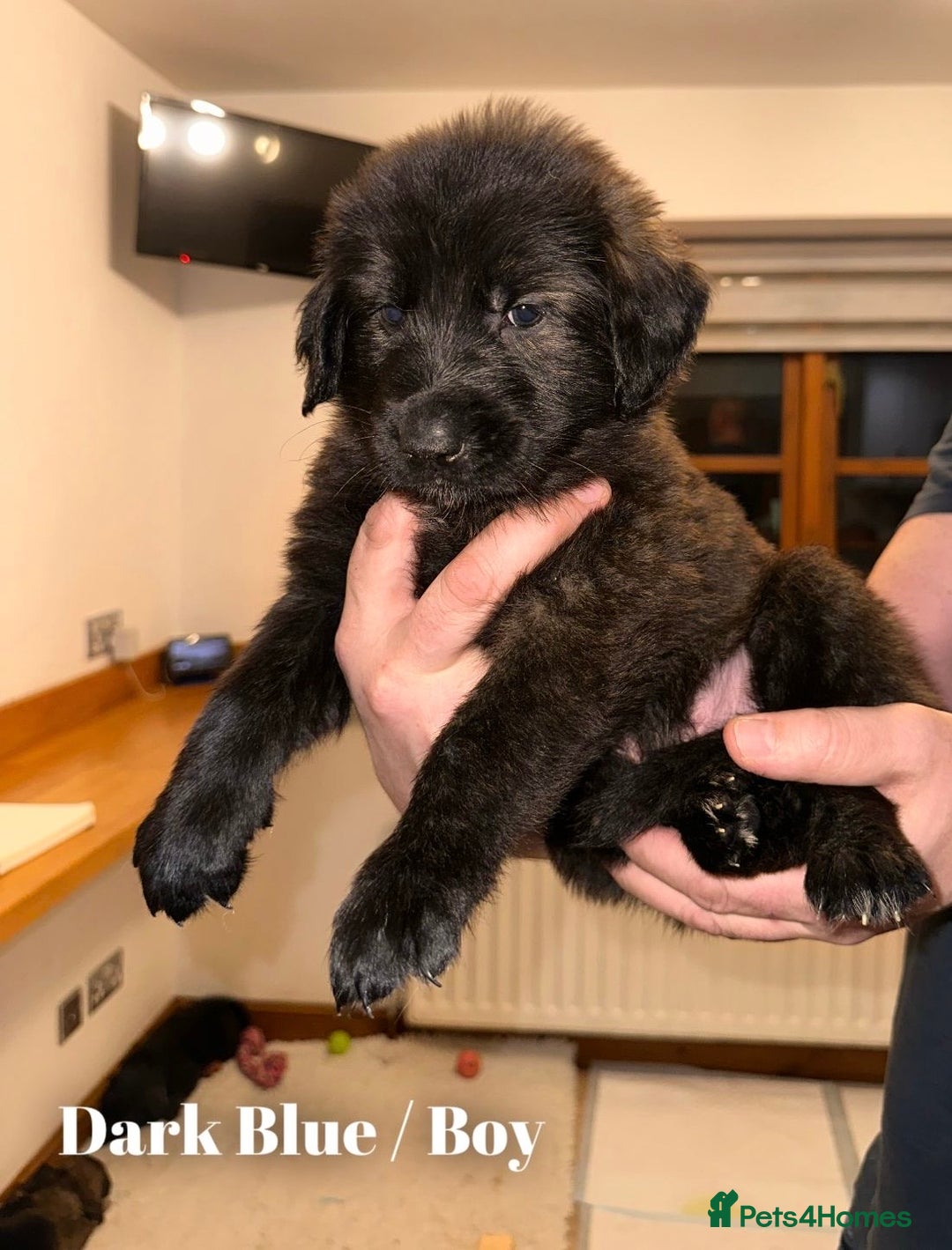 Mixed Breed dogs for sale: Golden Shepherd Puppies - Advert 14