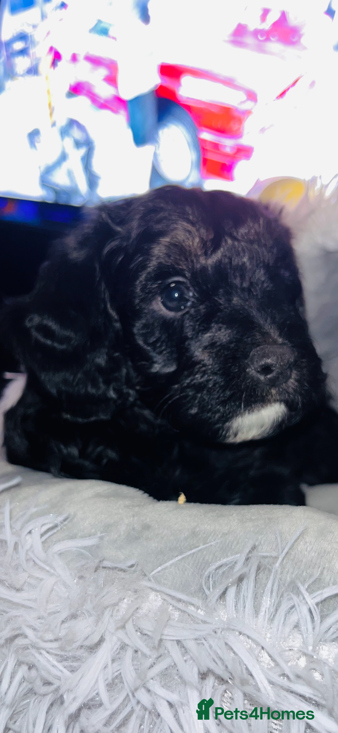 Cockapoo dogs 🐶1 Girl left Stunning Cockapoo pup🐶 - Advert 17