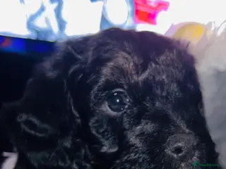 Cockapoo dogs 🐶1 Girl left Stunning Cockapoo pup🐶 - Advert 17