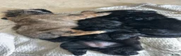 Shih Tzu dogs for sale: Black girls - Advert 4