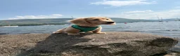 Miniature Dachshund dogs for sale: Cream Kc miniature dachshund boy fully jabbed.  - Advert 1