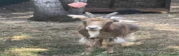 Goats livestock for sale: Two Golden Guernsey Goats in Wolverhampton - Advert 8