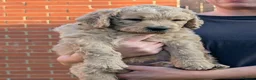 Goldendoodle dogs for sale: Golden doodles F1 in Grimsby - Advert 27