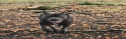 Staffordshire Bull Terrier dogs for stud: Kenbloom Mcintosh  - Advert 6