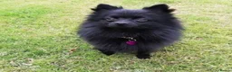 Pomeranian dogs for sale: Pomeranian £0 - Advert 1