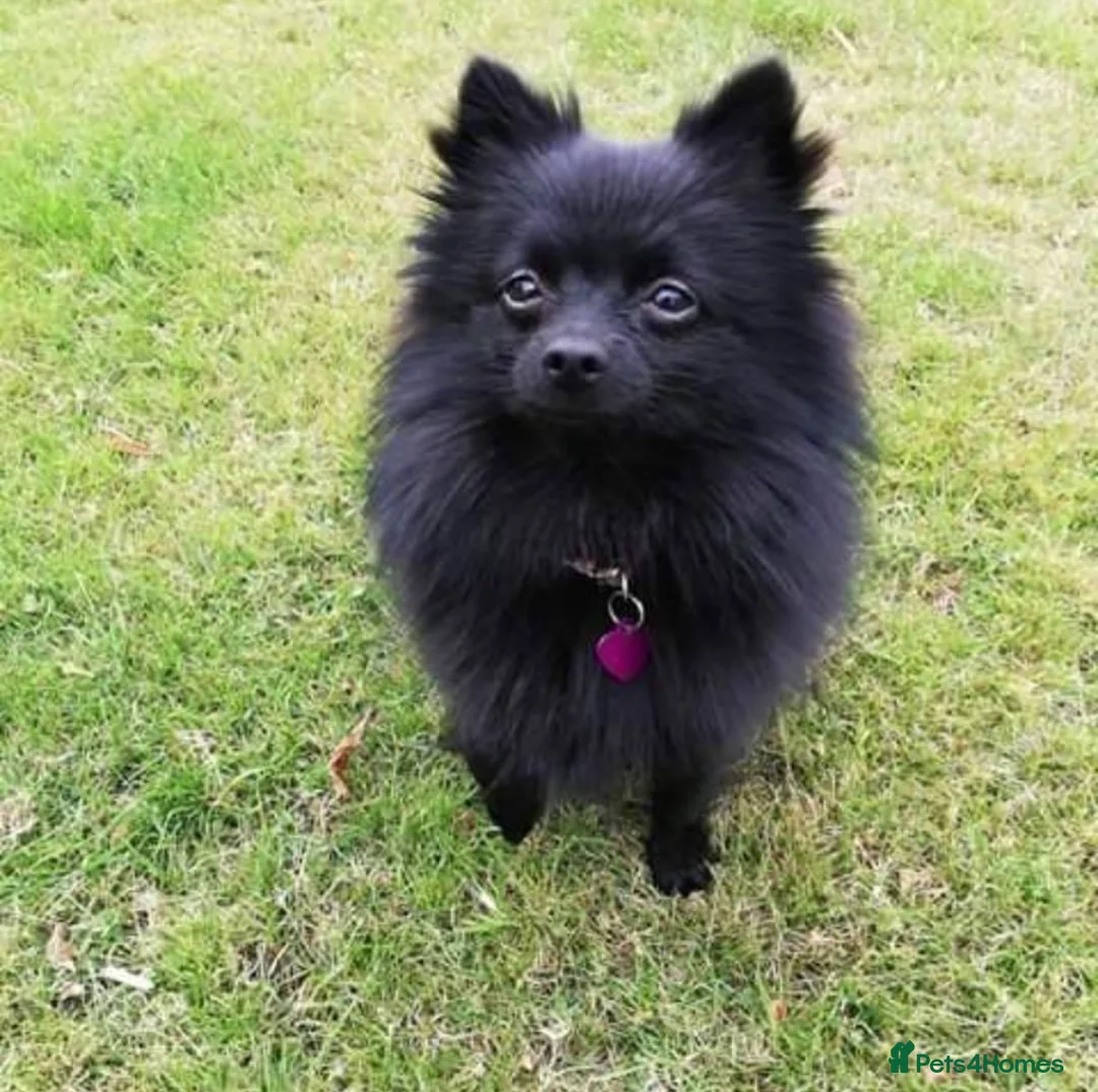 Pomeranian dogs for sale: Pomeranian £0 - Advert 1