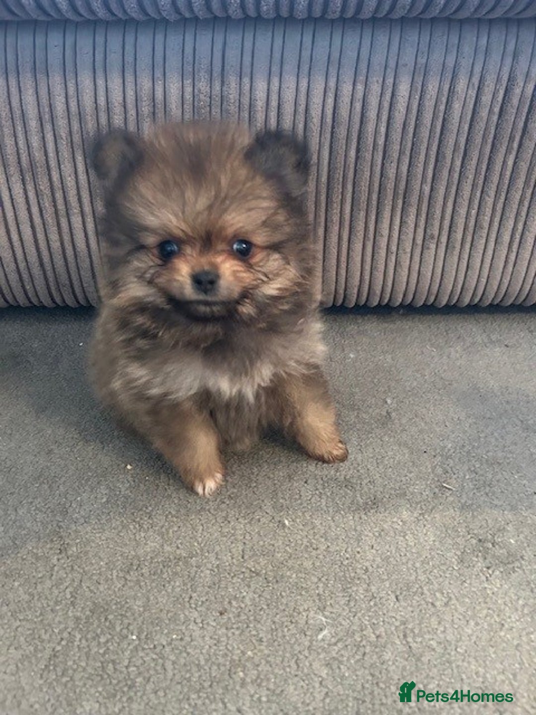 Pomeranian dogs for sale: Tiny Pomeranian Puppies - Advert 11