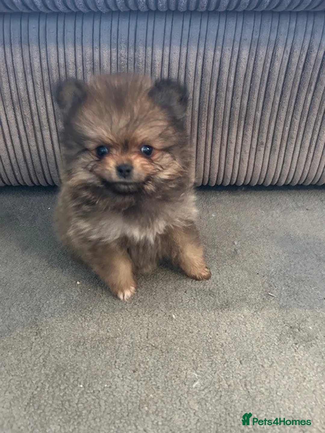 Pomeranian dogs for sale: Tiny Pomeranian Puppies - Advert 11