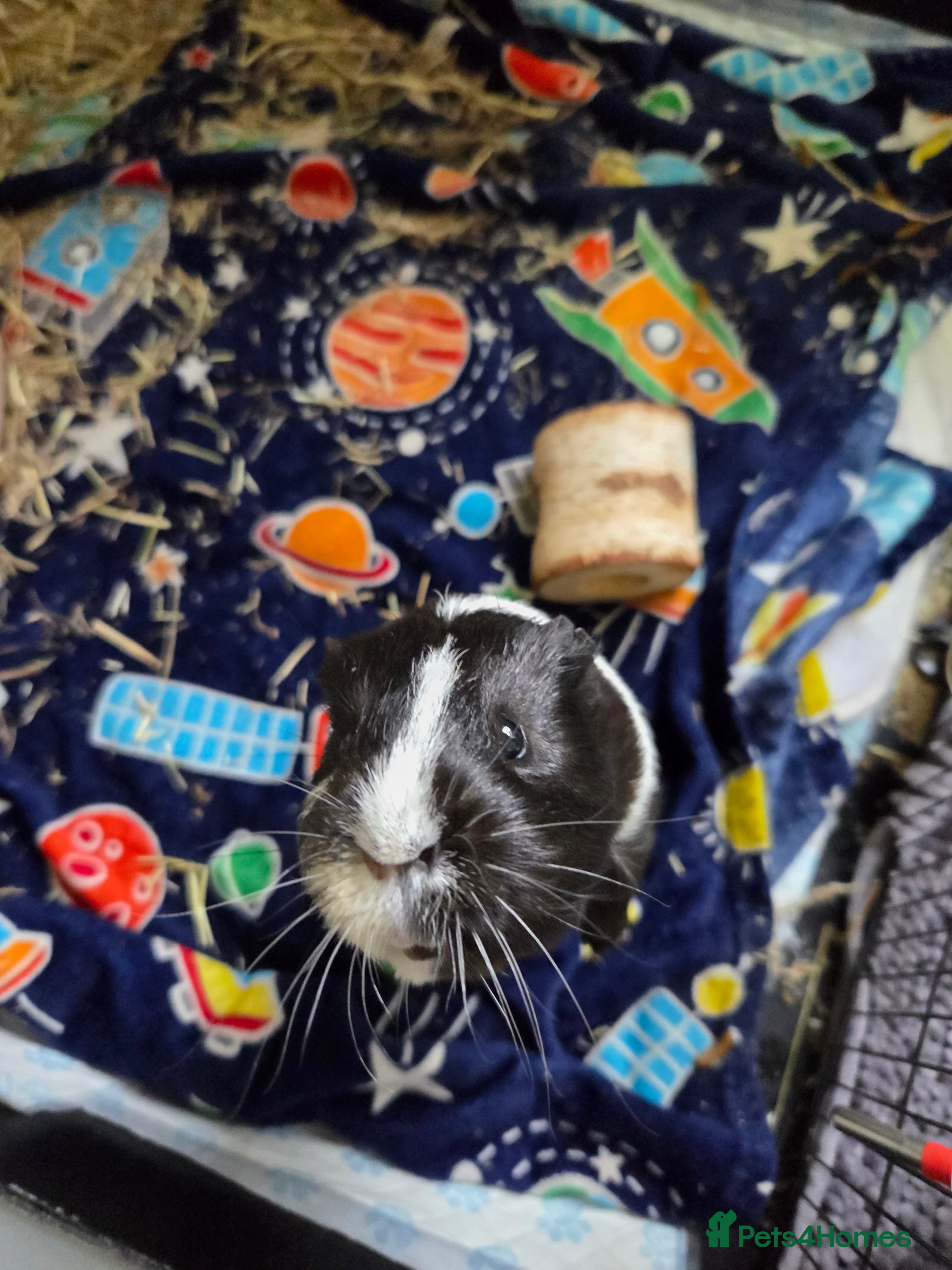 Guinea Pig rodents 2 Male guinea pigs  - Advert 1