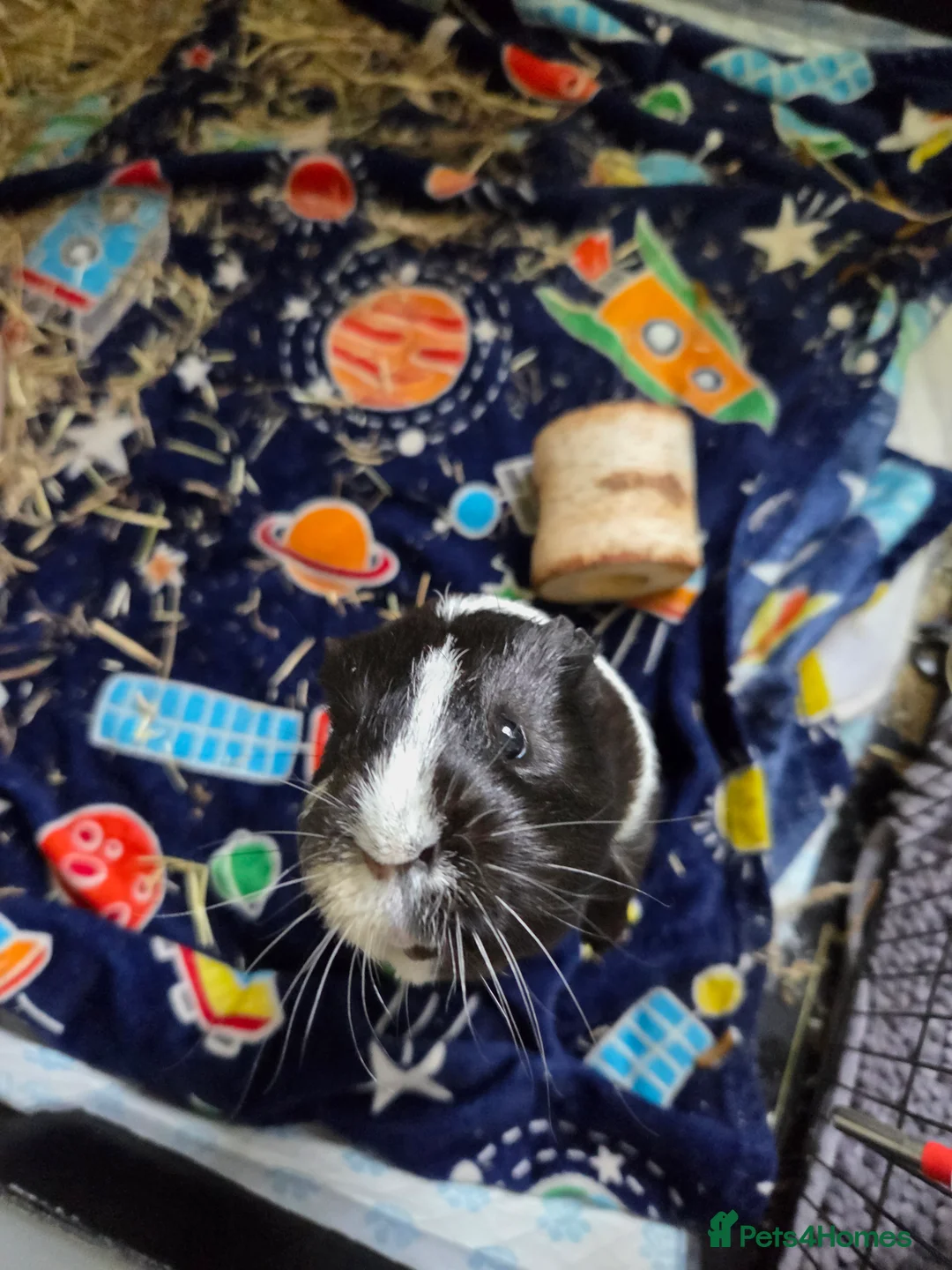 Guinea Pig rodents for sale: 2 Male guinea pigs  in Bradford - Advert 1