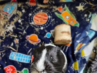 Guinea Pig rodents 2 Male guinea pigs - Advert 1