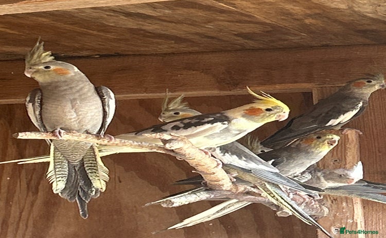 Cockatiels birds - Advert 1