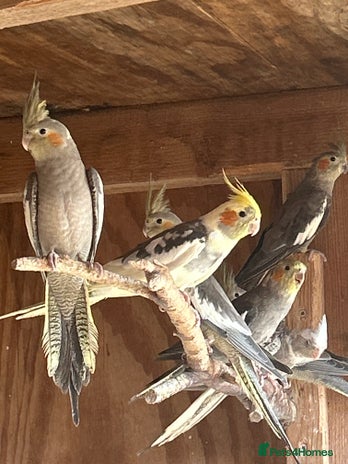 Cockatiels birds - Advert 1