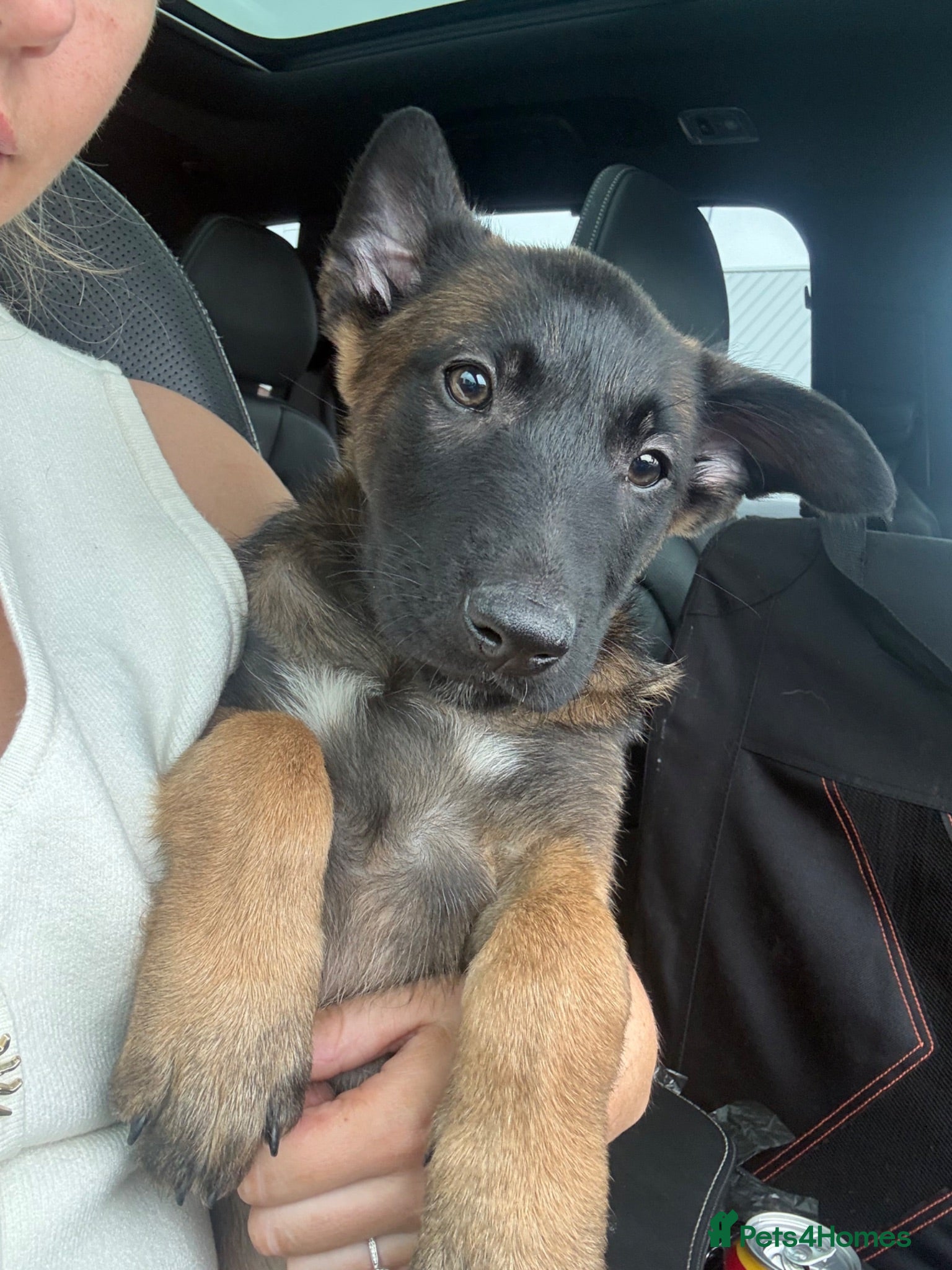Belgian Shepherd Dog dogs FEMALE BELGIAN MALINIOS PUPPY - Advert 11