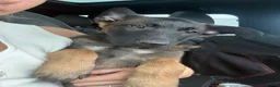 Belgian Shepherd Dog dogs for sale: FEMALE BELGIAN MALINIOS PUPPY - Advert 1
