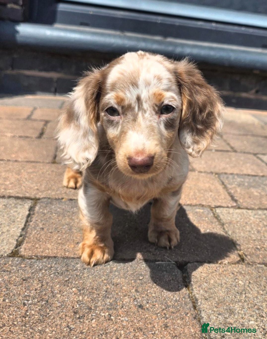 Miniature Dachshund dogs Two stunning Long Hair Females Available - Advert 1