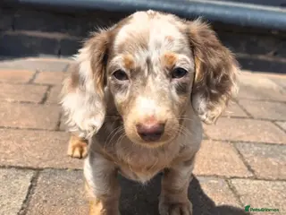Miniature Dachshund dogs Two stunning Long Hair Females Available - Advert 1
