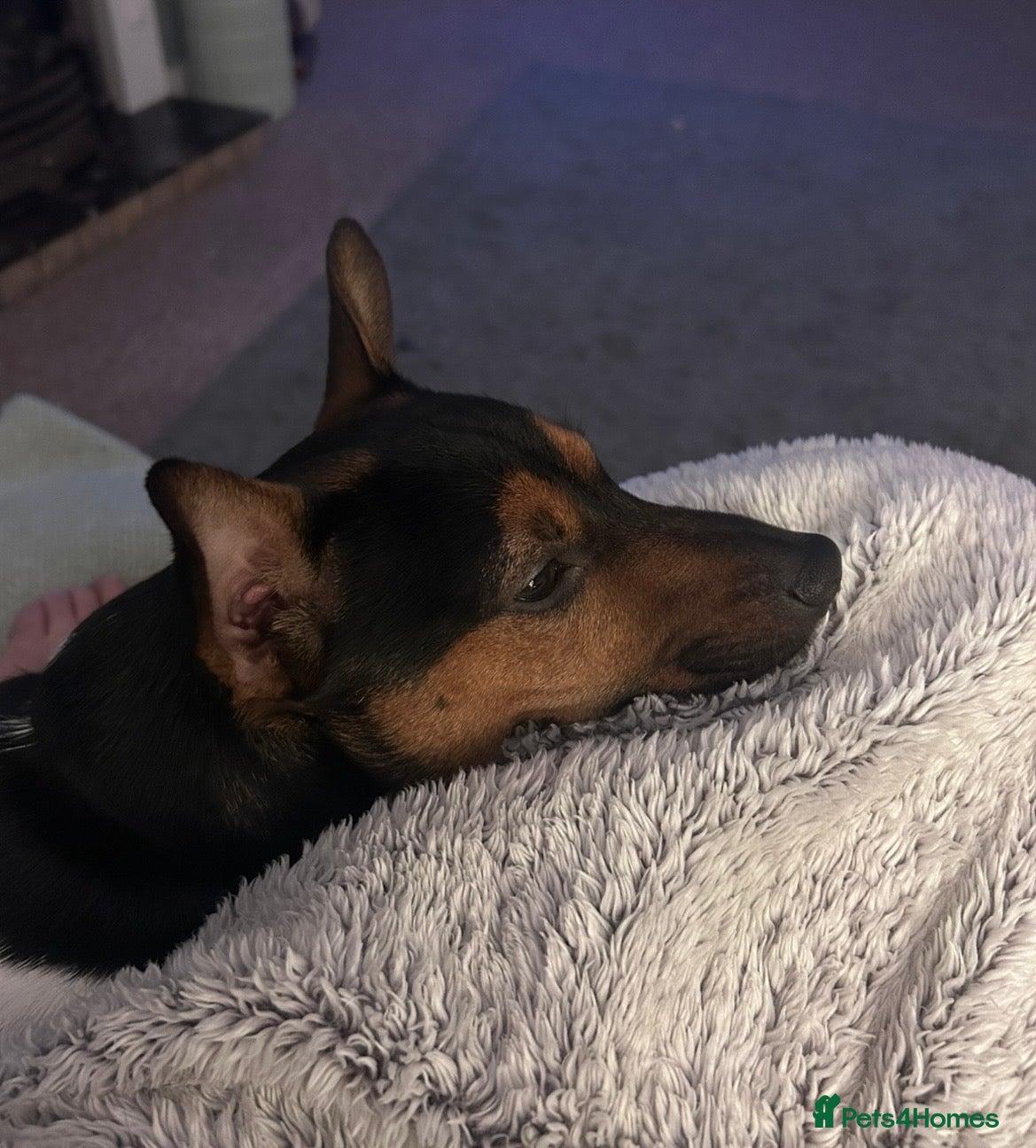 Jack Russell dogs for sale: Handsome Jack Russell boy  - Advert 4