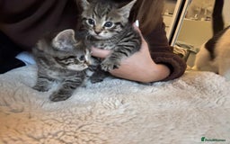 British Longhair cats for sale: Stunning kittens  - Advert 2