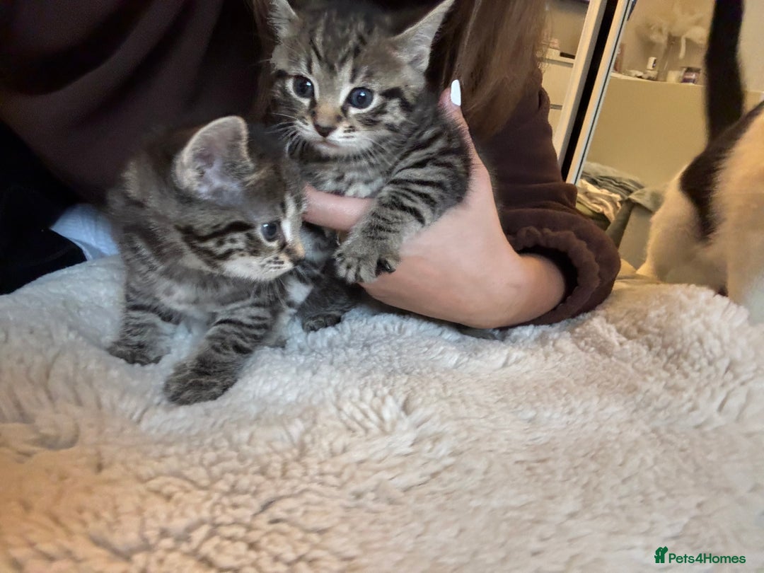 British Longhair cats for sale: Stunning kittens  - Advert 2