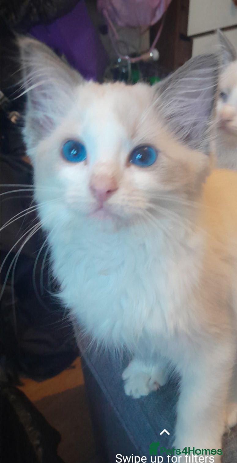 Ragdoll cats Beautiful Ragdoll kittens  - Advert 1