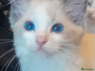 Ragdoll cats Beautiful Ragdoll kittens - Advert 1