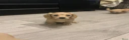 Dachshund dogs for sale: Cream mini long haired dachshund puppies - Advert 2