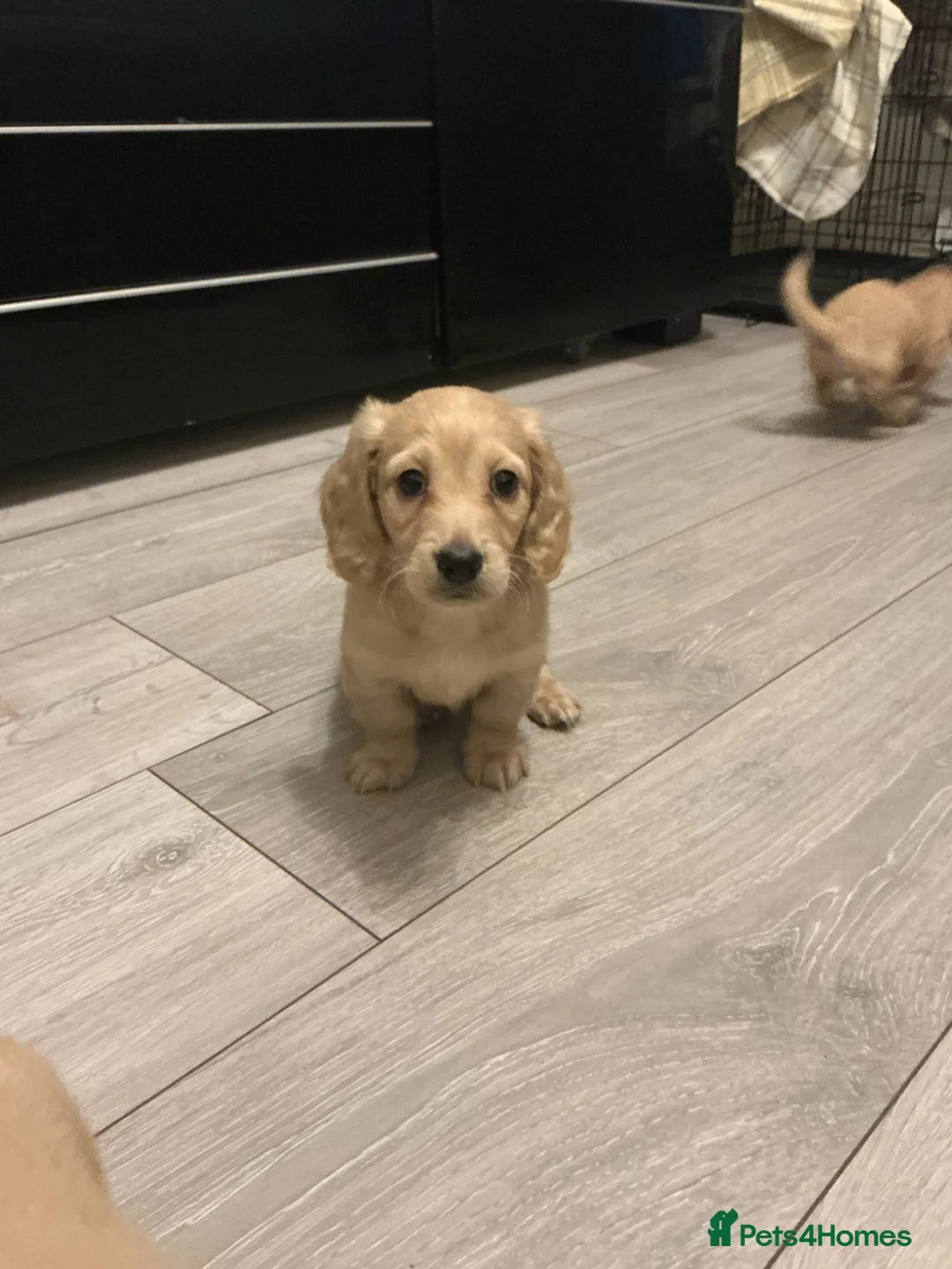 Dachshund dogs for sale: Cream mini long haired dachshund puppies - Advert 2