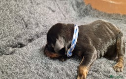 Dobermann dogs for sale: Top line doberman puppies - Image 8