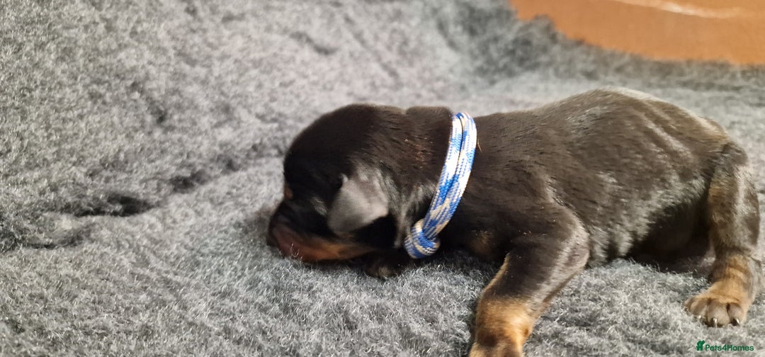 Dobermann dogs for sale: Top line doberman puppies - Image 8