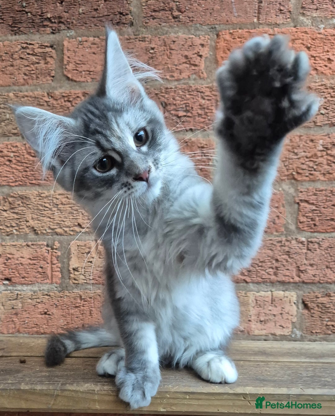 Maine Coon cats for sale: 2 Boys 3 girls Maine Coones kittens - Advert 33