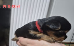 Biewer Terrier dogs for sale: Yorkshire Biewier terrier  - Advert 17