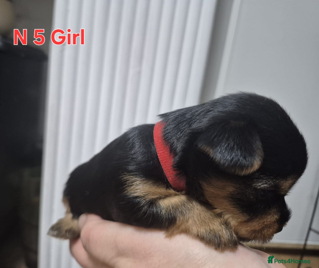 Biewer Terrier dogs for sale: Yorkshire Biewier terrier  - Advert 17