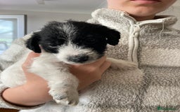Jackapoo dogs for sale: @@GORGEOUS JACKAPOO PUPPIES@@ - Image 19