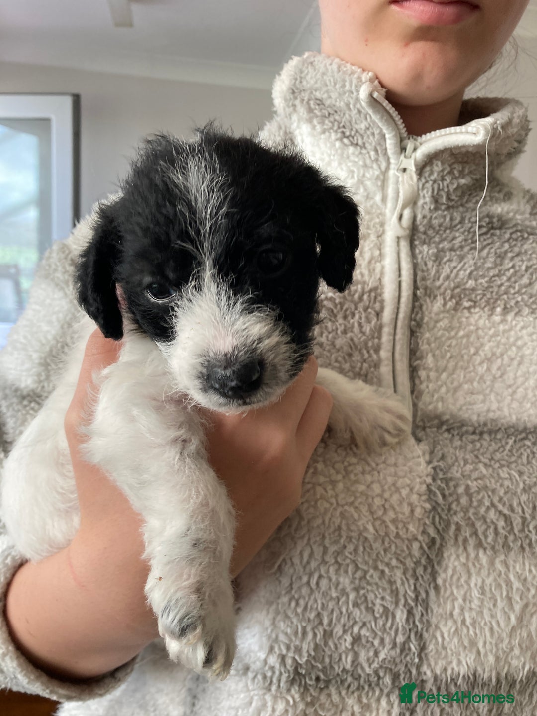 Jackapoo dogs for sale: @@GORGEOUS JACKAPOO PUPPIES@@ - Image 19