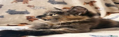 Mixed Breed 1