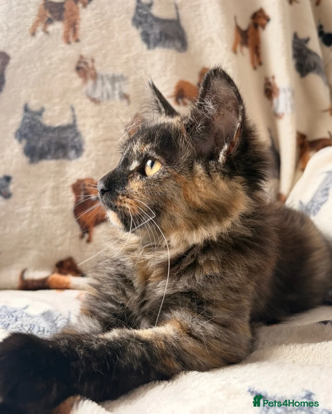 Mixed Breed cats for sale: Kitten please read full description 🩷 - Advert 2