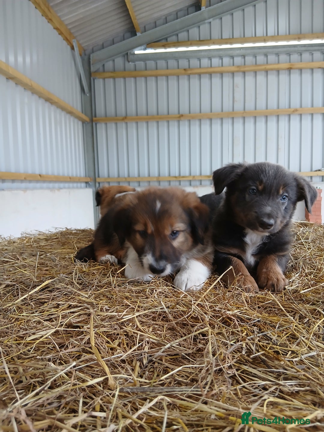 Border Collie dogs for sale: Beautiful border collie puppies  - Image 5