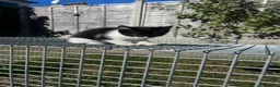 Mixed Breed cats for sale: Batman - Advert 15