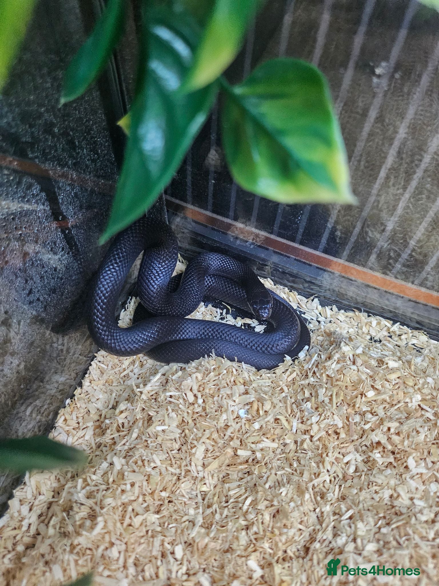 Snake reptiles Mexican black kingsnake  - Advert 23