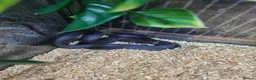 Snake reptiles for sale: Mexican black kingsnake  - Advert 2