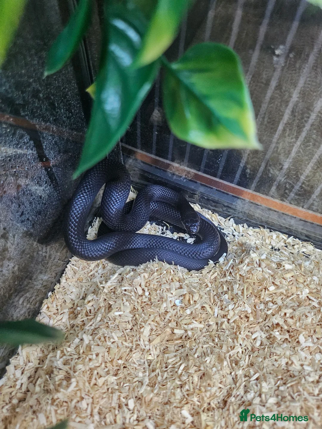 Snake reptiles for sale: Mexican black kingsnake  - Advert 2