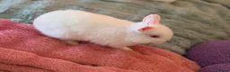 Netherland Dwarf rabbits for sale: Netherland Dwarf Bunnies Looking for a new home - Advert 6