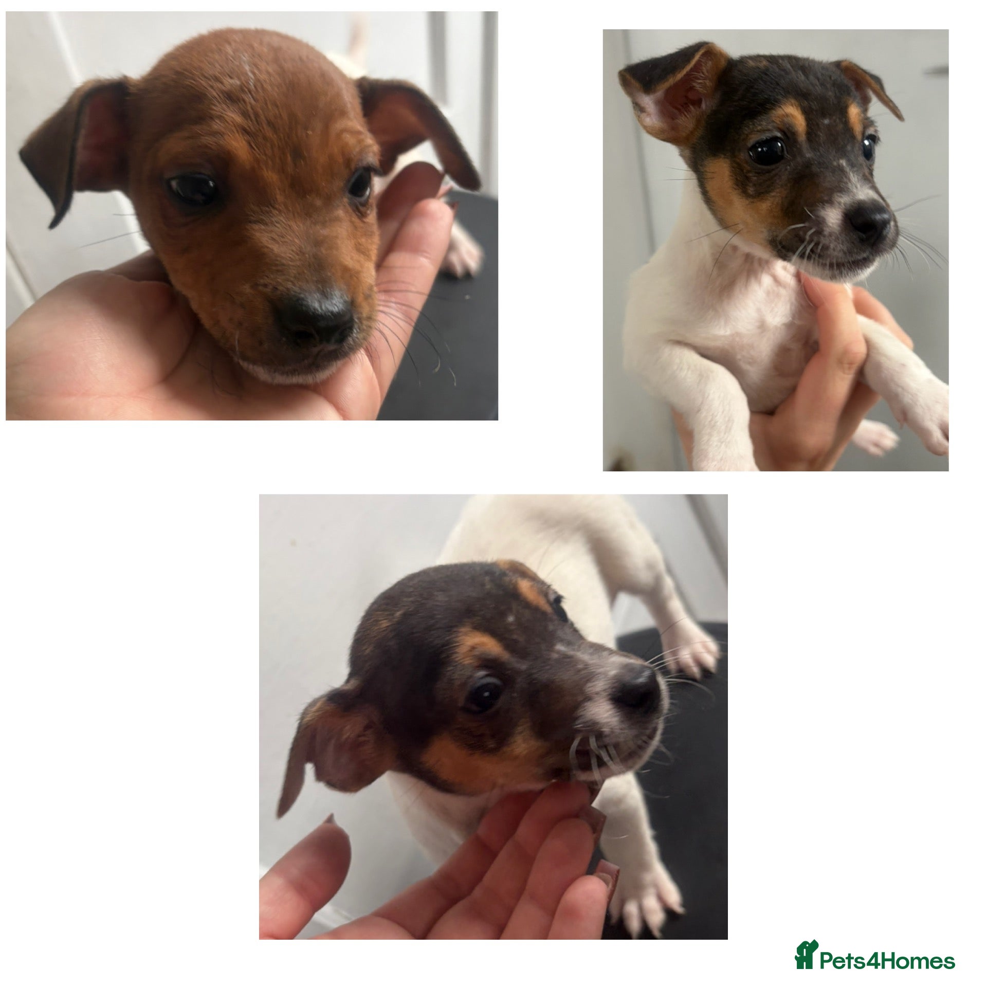 Jack Russell dogs Jack Russell puppies  - Advert 4