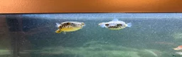 Pufferfish fish for sale: 2x Congo puffers in Ely - Advert 2